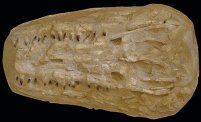Cranio di Mosasaurus